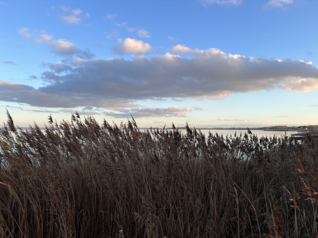 Schilf und Himmel an der Küste